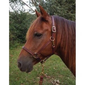 Perris Leather Horse Halter - Oversize